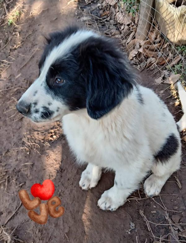 🌟 OSCAR, 4 MESI DI DOLCEZZA PURA – CERCA LA SUA FAMIGLIA PER SEMPRE Foto 2
